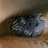 Pixelated static image of a small, dark-furred animal with light gray patches resting on a brown surface against a muted background.