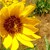 A pixelated sunflower with bright yellow petals and a dark brown center, set against a blurred background of green foliage and earthy tones.