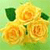 A static image of three yellow roses with green leaves on a light green background, rendered in a pixelated style.
