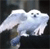 Pixelated white animal with large eyes and rounded body, positioned against dark background with blurred light areas.