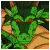 Green leafy plant with brown stems on a light brown background, animated with subtle movement.