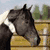 A horse's head appears in two side-by-side frames: left frame shows a gray horse with white blaze on a light background, right frame shows a purple horse on bright pink background with red text.