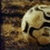 Pixelated image of a light-colored animal head with dark eyes and nose against a brown textured background.