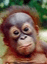 A pixelated close-up of a young orangutan with reddish-brown fur, dark eyes, and a neutral expression against blurred green foliage.