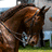 Brown horse with dark mane in side profile, head turned down-left; white horse face with black markings and partial text 'ride' on left.