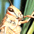 Animated contact sheet showing a grasshopper on green blades of grass with text "CoolBuddy.com" in the top-right corner.