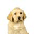 Pixelated golden retriever dog with light brown fur, dark brown eyes, and a black nose, facing forward against a white background.
