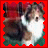 A static image of a collie dog with brown, white, and black fur against a red background.