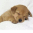 Pixelated dog lying on white surface with blue text reading 'I L Sleeping!' and 'I LU Sleeping! I LUV Sleeping!' on cyan background.