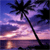 Pixelated sunset scene with palm tree silhouettes against a gradient sky transitioning from purple to pink and orange hues.