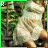 iconhell_babierykiel_Jungle