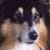 A pixelated dog face with brown and black fur appears on the left, while blue text "I Love Dogs!" is displayed above pink text "Mah Pave Dogz!" on a purple background.