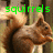A squirrel with brown fur and a bushy tail appears in four with green text overlays reading "squirrels butts drive" and "me nuts"