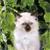 A pixelated cat with white fur and brown markings on its face and ears, set against a green leafy background.