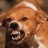 Pixelated close-up of a dog's face with light brown fur, dark eyes, and visible teeth in an open mouth.