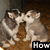 Animated sequence of two cartoon wolves kissing on a brown textured background with text reading How Cute Are They.