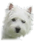 Pixelated close-up of a white dog's head with dark eyes and nose, ears perked up against a plain background.