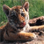 Animals icons for AIM, MSN, MySpace and Yahoo