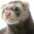 A ferret's face appears in two adjacent ; the left shows the ferret unobstructed while the right shows the ferret with a purple blindfold over its eyes
