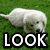 six dog images with bold text overlays reading LOOK AT THIS PUPPY FACE, showing different breeds and expressions on grassy or plain backgrounds