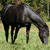 A black horse grazes on green grass beneath a red-leafed tree with brown trunks.