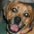 Pixelated dog face with brown fur, black nose, pink tongue, and white eyes; text 'i<3Puggles' in purple at bottom right.