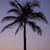 A pixelated palm tree silhouette against a gradient sky transitioning from light purple to pale orange.