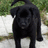 A black dog stands on a light-colored path with green foliage in the background, next to bright pink text reading 'PUPPY LOVE!!!' in red pixelated letters.
