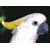 Pixelated image of a white cockatoo with yellow crest and blue eye against dark background, next to green text reading 'Original Icons .com'