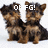 Two small dogs with brown and black fur sit side-by-side on a white background, displaying text above them that changes across frames.