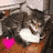 A cat with gray and white fur lies on a brown surface, its head turned left to right across while holding a heart-shaped object that changes from pink to yellow