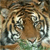 Animals icons for AIM, MSN, MySpace and Yahoo