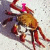 Animated contact sheet showing two frames of a crab icon with pink text changes on white background.