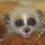 A four- shows a small animal with large eyes and light fur against a brown background, with text overlays changing