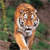 Animals icons for AIM, MSN, MySpace and Yahoo