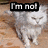 A gray cat with a stern expression walks across a wooden floor, its head turning slightly left to right as text changes above it.