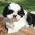 A pixelated dog with black and white fur sits on brown ground against green grass, overlaid with purple text reading "Valentino" and a heart symbol.