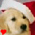 A golden retriever wearing a red and white Santa hat with two small dark ears visible, showing an open mouth expression in both frames.