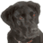Static 48x48 pixel icon of a dark-furred dog's head and upper body with subtle red highlights on its face, rendered in low-resolution grayscale tones against a transparent background.
