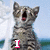 A tabby cat with striped fur sits against a blurred beach background, its mouth open in a yawn across with changing pink text overlays