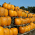 Stacked orange pumpkins with dark green stems against a blue sky and dark green foliage background.