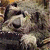 A 50x50 pixel animated buddy icon featuring a close-up of a dog's face on the left and green text reading "Original Icons .com" on the right against a dark background.