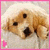 A golden retriever puppy with light brown fur and dark eyes appears in two side-by-side frames, each bordered by a pink frame.
