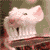 Animals icons for AIM, MSN, MySpace and Yahoo