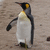 Pixelated penguin with black head, yellow cheek patch, white chest, and gray wings stands against a brown textured background.