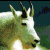 Pixelated image of a goat's head with green and white fur, black eyes, and curved horns against a dark teal background.