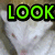 six showing a white cat with light brown fur on its head, each containing green text that reads LOOK AT ME I'M CUTE RIGHT?