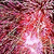 Animated pink and red particle burst with four bright white light centers, transitioning from dense radial lines to scattered sparkles.