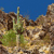 A pixelated static image shows a tall green cactus with multiple arms against a blue sky and rocky terrain.