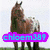 Animated sequence showing three horse-related scenes with text overlays: horses standing, horses running, and horses lying down.